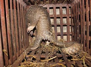 Kinh hoàng lò mổ động vật hoang dã giữa lòng Hà Nội 