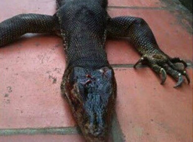 Bắt được quái vật ‘kỳ đà lai cá sấu’ ở Bắc Giang