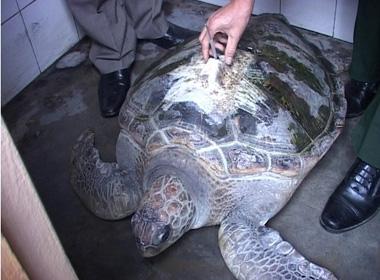 Bắt được rùa biển Trung Quốc có gắn thiết bị định vị