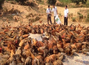 Nguyễn Trí Dũng (người đứng giữa) tại trang trại gà của mình