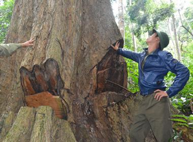 Xử lý nghiêm vụ lâm tặc tông chết kiểm lâm ở Lâm Đồng. Hình minh họa