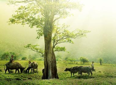 Ngẫm ngợi cuối năm: Chuyện đồng quê