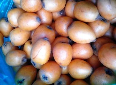 Quả tỳ bà: Đặc sản Lào Cai về Hà Nội giá 85.000 đồng/kg