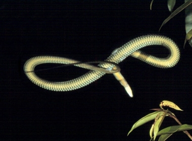 Độc đáo loài rắn có khả năng bay lượn như chim