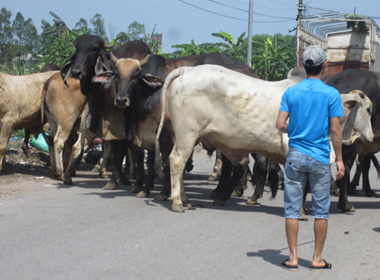 Nhức nhối phía sau làng 'đồ tể'