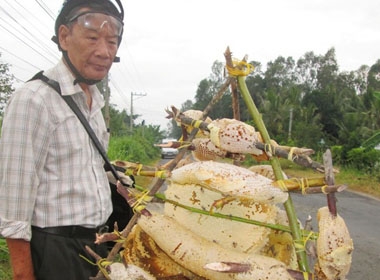 1 triệu đồng/lít mật ong rừng 'vượt biên' ở miền Tây