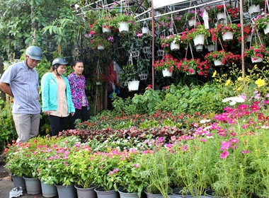 Trước Tết 1 tháng, người Sài Gòn đã lo mua hoa kiểng