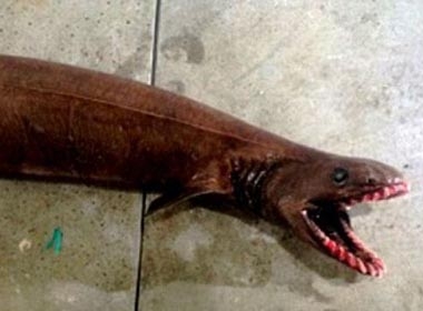 Ngư dân Úc bắt được cá mập 300 răng thời tiền sử