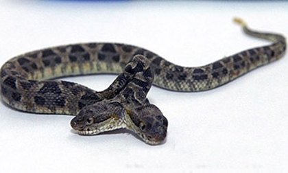 Khám phá loài rắn 2 đầu kỳ dị nhất thế giới