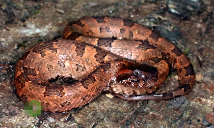 Kỳ lạ loài rắn bị mù màu nhưng cực độc ở Việt Nam