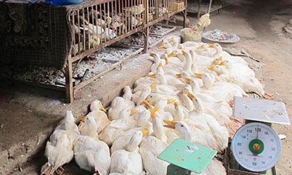 Cúm A/H7N9 tiến sát Việt Nam 