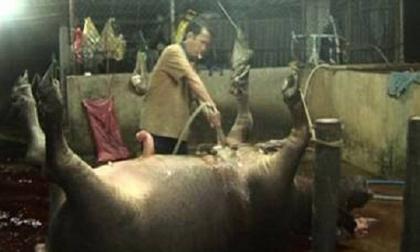 Bơm nước tăng trọng: Ngón nghề nhẫn tâm của dân đồ tể