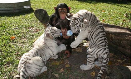 Tình bạn kỳ lạ giữa các loài động vật
