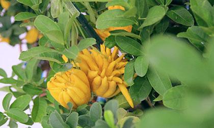 Phật thủ bon sai giá tiền triệu hút khách