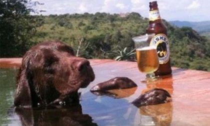 Bộ sưu tập hình ảnh 'khó đỡ' trong cuộc sống