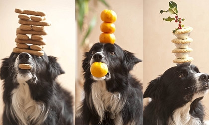 Chú chó có tài giữ thăng bằng đáng ngưỡng mộ
