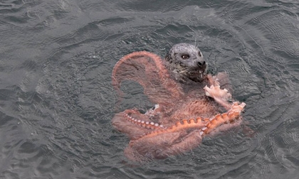 Cuộc chiến giữa sư tử biển và bạch tuộc khổng lồ