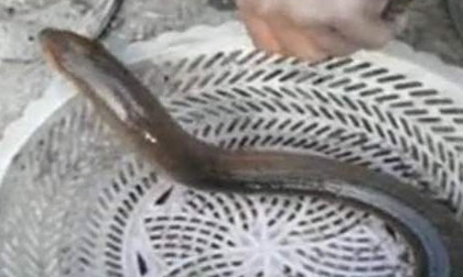 Tát ao ngày Tết, bắt được lươn “khủng” gần 1.000g