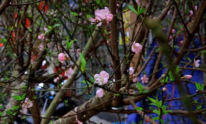 Đêm Giao thừa miền Bắc có mưa nhỏ, Nam và Trung Bộ mát mẻ