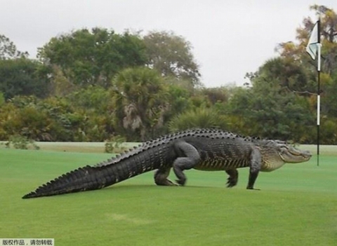 Cá sấu khổng lồ dài 4m bò vào sân golf khiến nhiều người kinh hãi