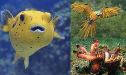 Những loài động vật có hình dáng dễ thương nhưng cực nguy hiểm