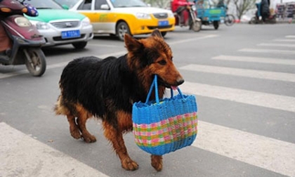 Chú chó hàng ngày cắp làn đi chợ giúp chủ trở thành 'ngôi sao' trên mạng