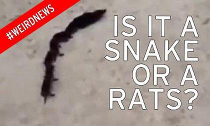 Phát hiện sinh vật lạ 32 chân và 8 đuôi?