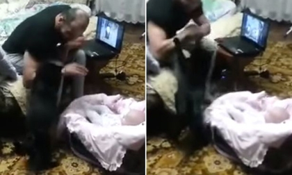 Chú mèo quyết bảo vệ em bé khi bị bố đánh 