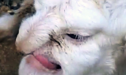 Chú cừu 'kỳ quái' có hình mặt người 