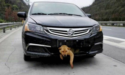 Chú chó thoát chết sau tai nạn, trốn dưới gầm xe suốt 400 km
