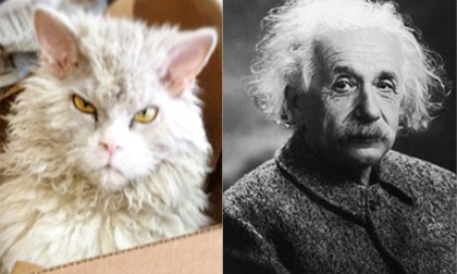 Chú mèo bỗng chốc hot nhờ khuôn mặt cau có giống Einstein
