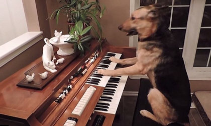 Chú chó đánh đàn piano điêu luyện