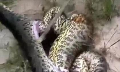 Phát hiện kinh hoàng khi mổ bụng trăn khổng lồ