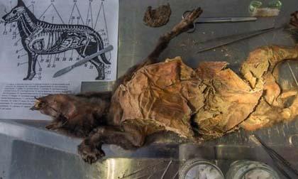Kinh ngạc xác ướp chú chó nguyên vẹn suốt hơn 12.000 năm