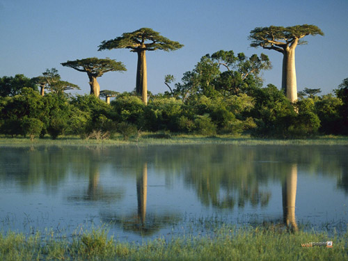 Theo một số tài liệu, tại Việt Nam hiện cũng đang có một số cây baobab. Theo đó, Việt Nam hiện đang trồng 6 cây baobab trong đó 1 tại thị xã Hà Tiên, tỉnh Kiên Giang, 1 tại Huế và 4 tại TP.HCM.