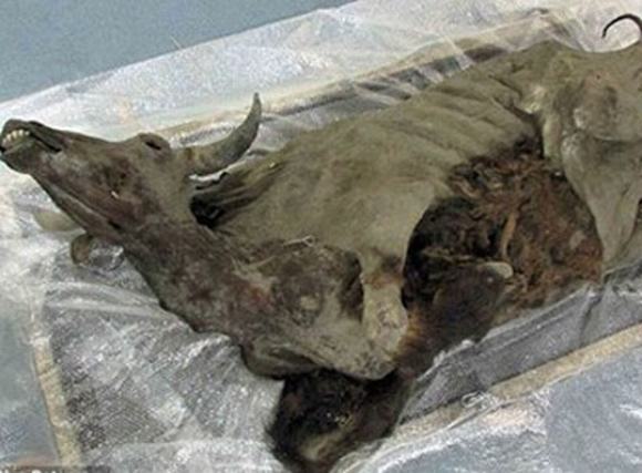 Khám nghiệm xác ướp nguyên vẹn của bò rừng kỷ Băng Hà