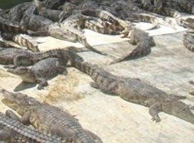 Nhà nhà nuôi cá sấu như... nuôi lợn tại Đồng Nai
