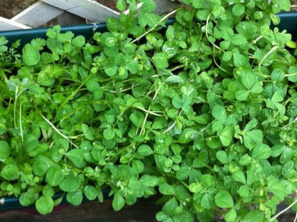 3 cách khắc phục chứng táo bón thật đơn giản - 1