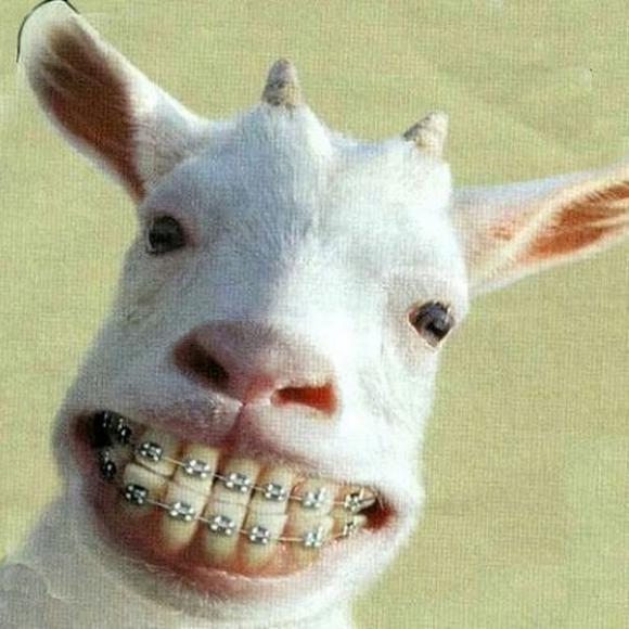 Loạt ảnh 'tự sướng' hài hước nhất của loài dê