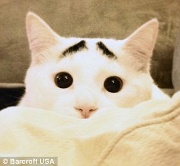 Chú mèo có đôi lông mày biểu cảm trở thành 'ngôi sao' trên mạng xã hội