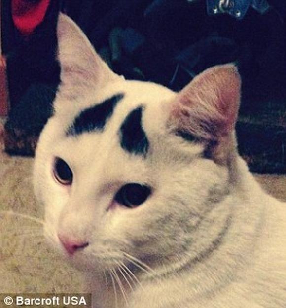 Chú mèo có đôi lông mày biểu cảm trở thành 'ngôi sao' trên mạng xã hội