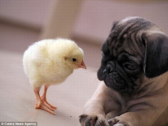 gà và chó