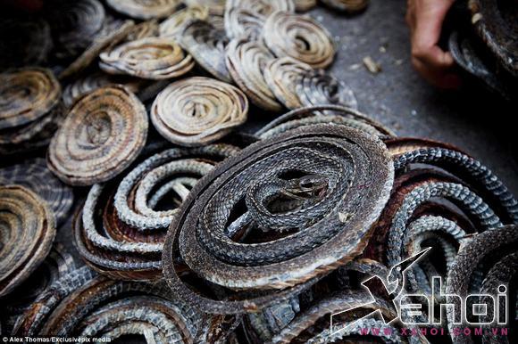 Động vật quý hiếm bị bán tràn lan bất hợp pháp 
