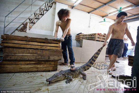 Động vật quý hiếm bị bán tràn lan bất hợp pháp 