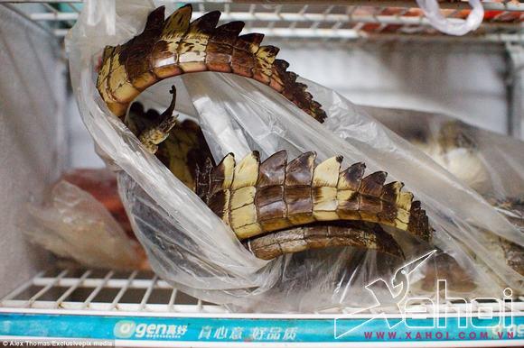 Động vật quý hiếm bị bán tràn lan bất hợp pháp 
