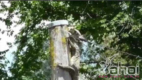 thằn lằn úc săn mồi 