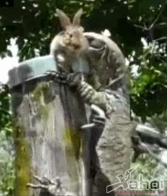 thằn lằn úc săn mồi 