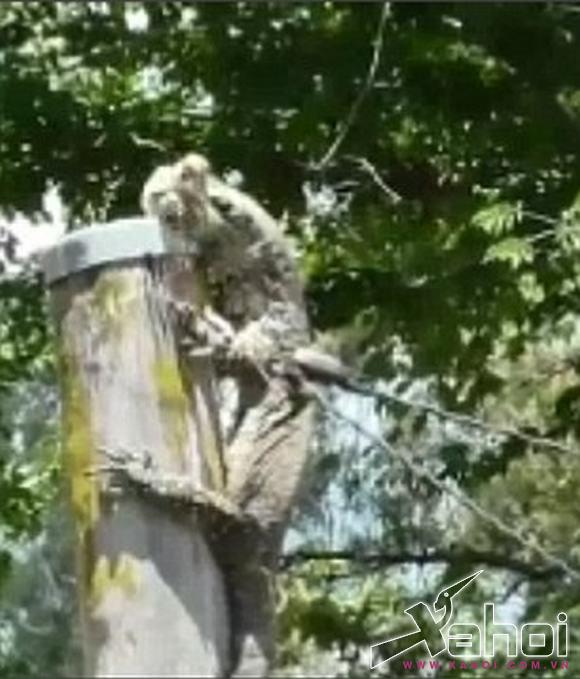 thằn lằn úc săn mồi 