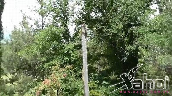 thằn lằn úc săn mồi 