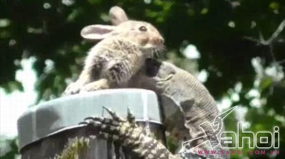 thằn lằn úc săn mồi 